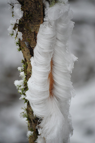 Frost Flower