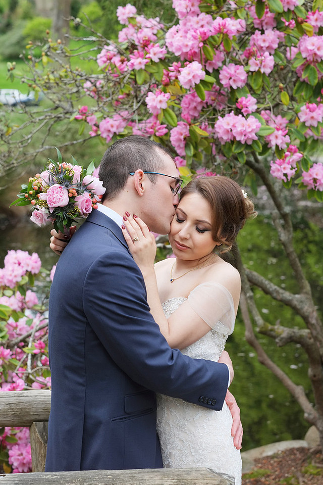 Japanese cherry trees, rhododendrons, pink blossoms