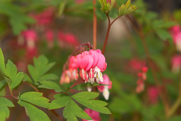 Bleeding Heart