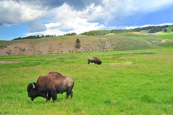 Bison in Yellowstone