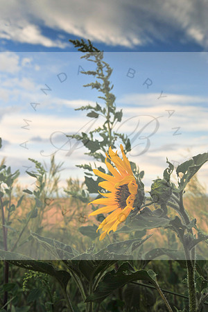 Colorado Sunflower