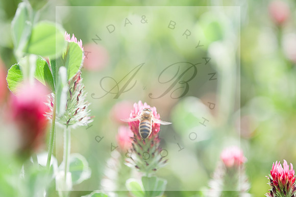 Bee on Clover