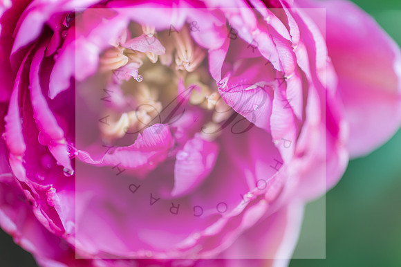 Tulip, Woodland Wa