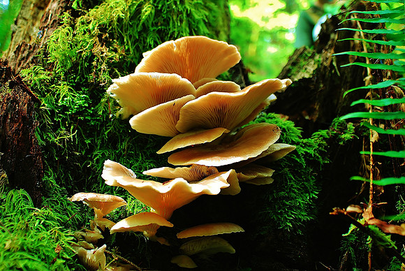 Mushroom