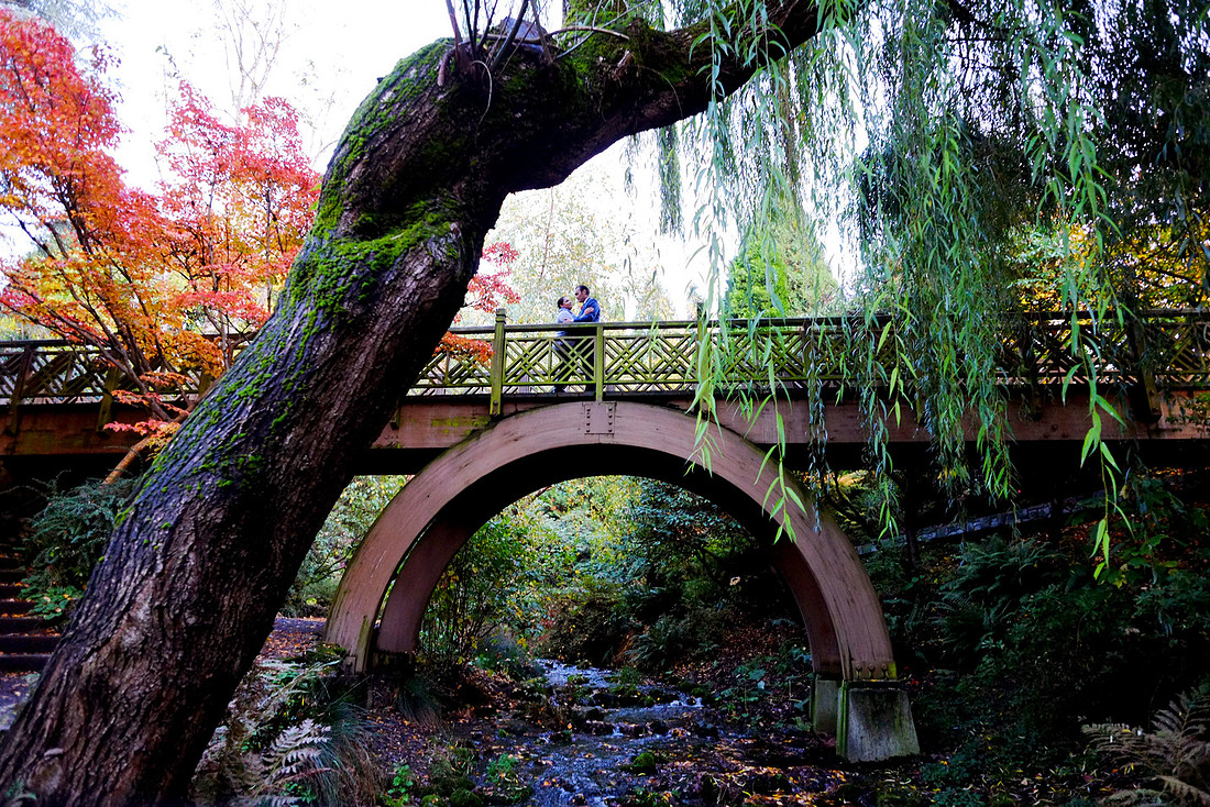Portland engagement, Crystal springs rhododendron garden, Fall pictures, 